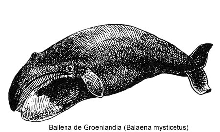 ballena de Groenlandia
